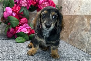 Olivia - Dachshund, Mini for sale