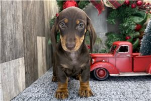 Shamus - Dachshund, Mini for sale