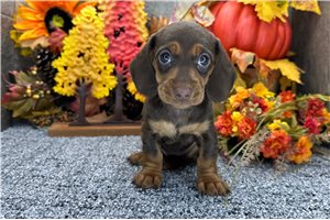 Freda - puppy for sale