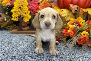 Friday - Mini Dachshund for sale