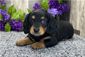 Nebraska - Dachshund, Mini for sale