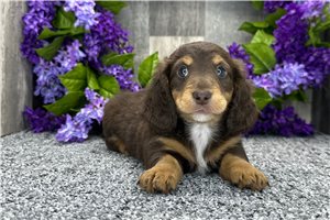 Nelly - Dachshund, Mini for sale