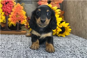 Gwen - Mini Dachshund for sale
