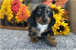 Herbert - Dachshund, Mini, placed in South Bend / Michiana