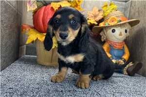 Gordy - Mini Dachshund for sale