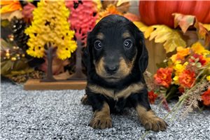 Hendrix - puppy for sale