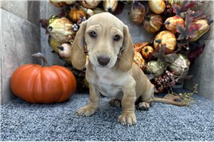 Friday - Mini Dachshund for sale