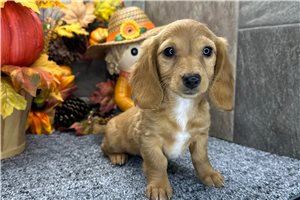 Heidi - Mini Dachshund for sale