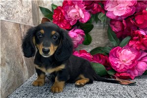 Notch - puppy for sale