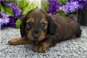 Opie - Dachshund, Mini for sale