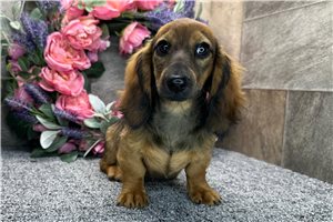 Odette - Dachshund, Mini for sale