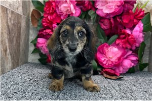 Olive - Dachshund, Mini for sale