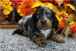 Herbert - puppy for sale