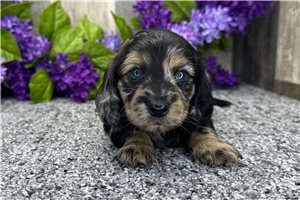 Olive - puppy for sale