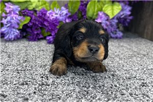 Nebraska - puppy for sale
