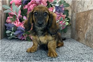 Odette - puppy for sale