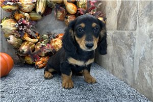 Gordy - Mini Dachshund for sale