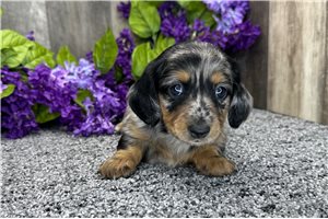 Nicky - puppy for sale