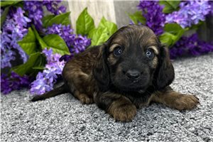 Odette - puppy for sale