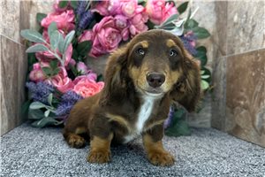 Nelly - Dachshund, Mini for sale