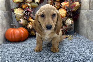 Henry - Mini Dachshund for sale