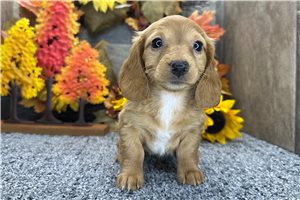 Heidi - Mini Dachshund for sale