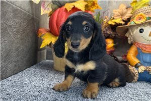 Gwen - Mini Dachshund for sale