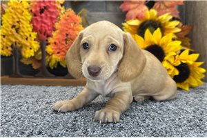 Friday - Mini Dachshund for sale