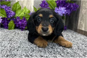 Notch - Dachshund, Mini for sale