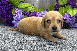 Nayla - puppy for sale