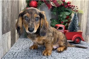 Scamp - Dachshund, Mini for sale