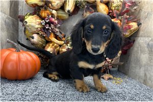 Gretel - Mini Dachshund for sale