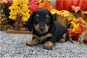 Gwen - Mini Dachshund for sale