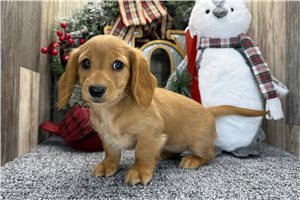 Sedona - puppy for sale