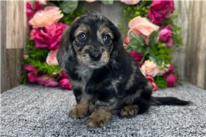Olive - Dachshund, Mini for sale