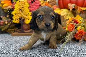 Heaven - Mini Dachshund for sale