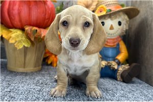 Friday - Mini Dachshund for sale