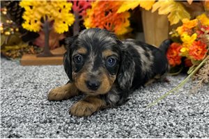 Helen - puppy for sale
