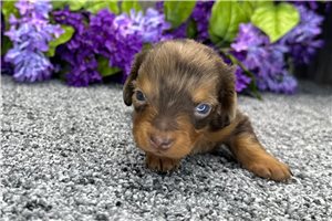 Nick - Dachshund, Mini for sale