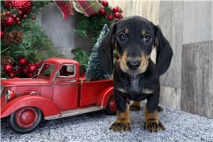 Sian - Dachshund, Mini for sale