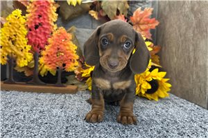 Freda - Mini Dachshund for sale