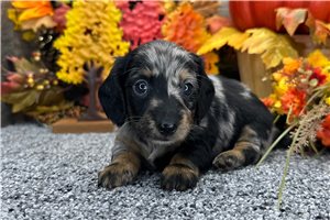 Herald - Mini Dachshund for sale