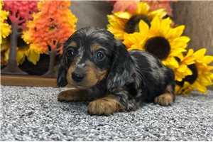 Helen - Mini Dachshund for sale