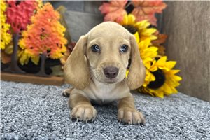 Foster - Mini Dachshund for sale