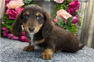 Nelly - Dachshund, Mini for sale