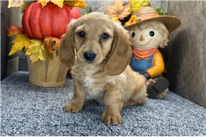 Henry - Mini Dachshund for sale
