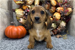 Heaven - Mini Dachshund for sale
