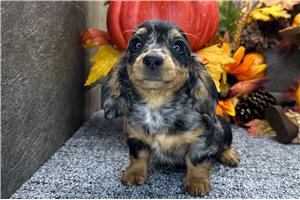 Helen - Mini Dachshund for sale