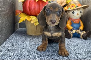 Freda - Mini Dachshund for sale