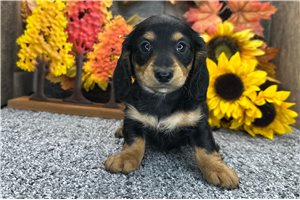 Gordy - Mini Dachshund for sale